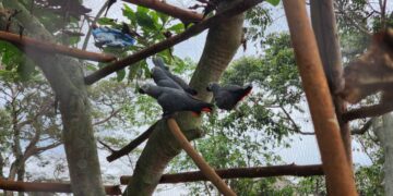 UWA Releases Grey Parrots with World-First GPS Tracking on Ngamba Island