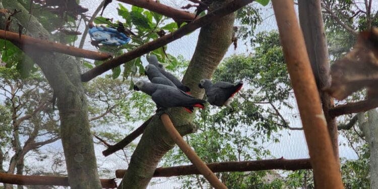 UWA Releases Grey Parrots with World-First GPS Tracking on Ngamba Island