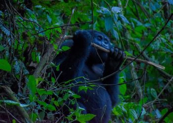 Bwindi Communities Unite for Gorilla Conservation Efforts