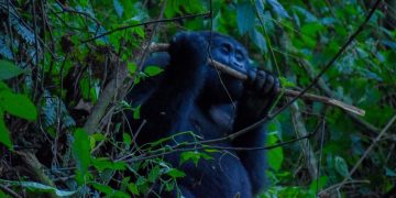 Bwindi Communities Unite for Gorilla Conservation Efforts