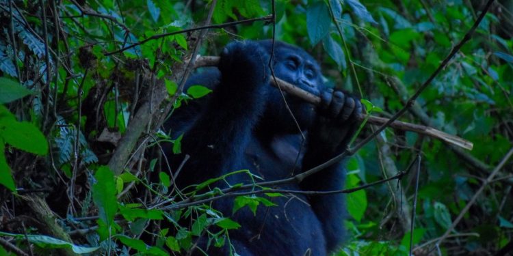 Bwindi Communities Unite for Gorilla Conservation Efforts
