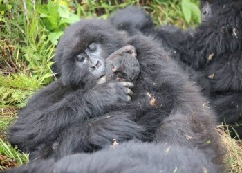 New Gorilla Baby Born as UWA Opens Doors to Wildlife Wonders