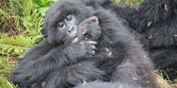 New Gorilla Baby Born as UWA Opens Doors to Wildlife Wonders