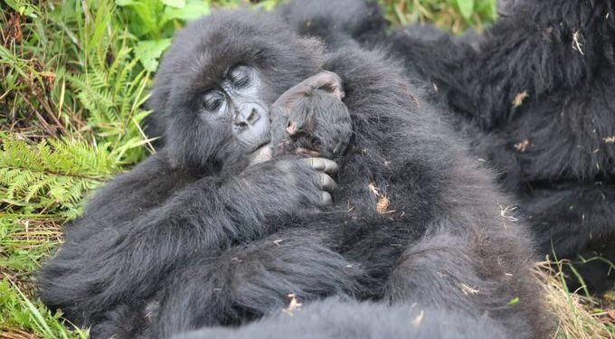 New Gorilla Baby Born as UWA Opens Doors to Wildlife Wonders