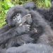 New Gorilla Baby Born as UWA Opens Doors to Wildlife Wonders