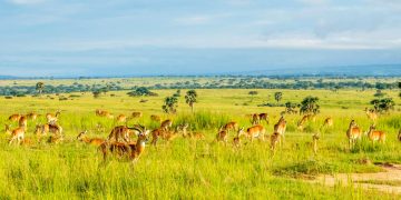 Open Park Day: UWA Opens Savanna Parks for Free Access in Conservation, Tourism Boost