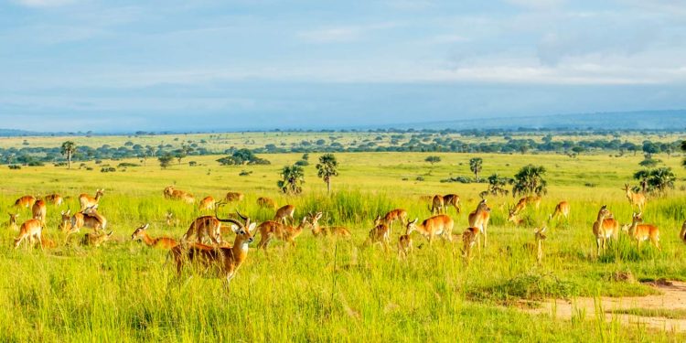 Open Park Day: UWA Opens Savanna Parks for Free Access in Conservation, Tourism Boost