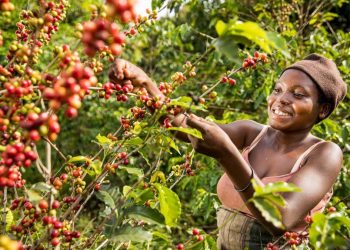Uganda’s Coffee Prices Remain Stable as Global Markets Surge — MAAIF