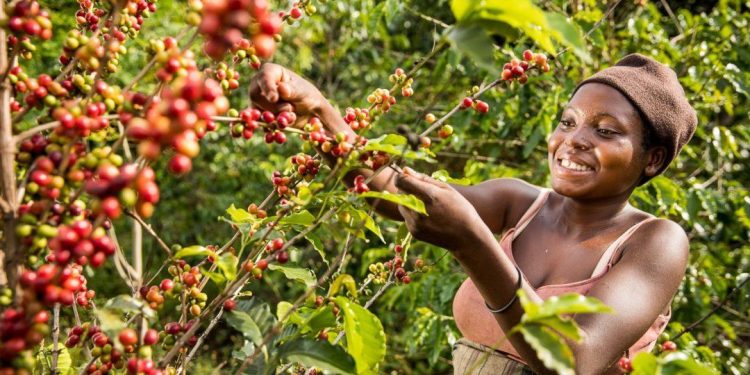 Uganda’s Coffee Prices Remain Stable as Global Markets Surge — MAAIF