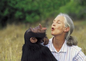 Jane Goodall, World-Renowned Chimpanzee Expert, Dies at 91