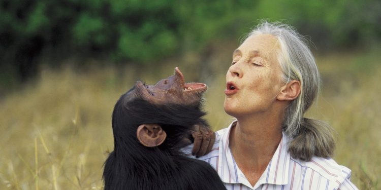 Jane Goodall, World-Renowned Chimpanzee Expert, Dies at 91