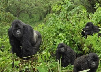 Bwindi Impenetrable National Park Ranked 3rd Best Adventure Destination Worldwide