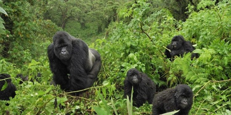 Bwindi Impenetrable National Park Ranked 3rd Best Adventure Destination Worldwide