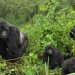 Bwindi Impenetrable National Park Ranked 3rd Best Adventure Destination Worldwide