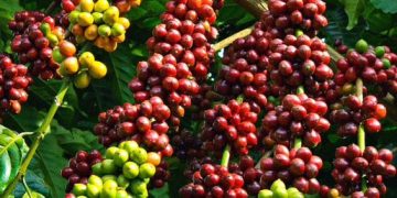 Uganda Coffee Exports Rise by 56% in September, Earning Shs766bn