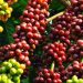 Uganda Coffee Exports Rise by 56% in September, Earning Shs766bn