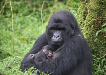 Rebecca Chelangat Strikes Gold at 2025 Islamic Solidarity Games