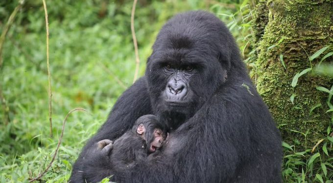 Rebecca Chelangat Strikes Gold at 2025 Islamic Solidarity Games