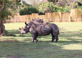 Uganda Receives 8 White Rhinos from South Africa