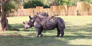 Uganda Receives 8 White Rhinos from South Africa