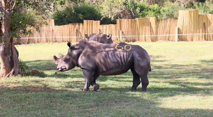 Uganda Receives 8 White Rhinos from South Africa