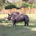 Uganda Receives 8 White Rhinos from South Africa