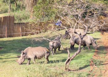 Uganda Receives 8 White Rhinos from South Africa