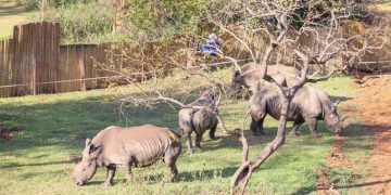 Uganda Receives 8 White Rhinos from South Africa