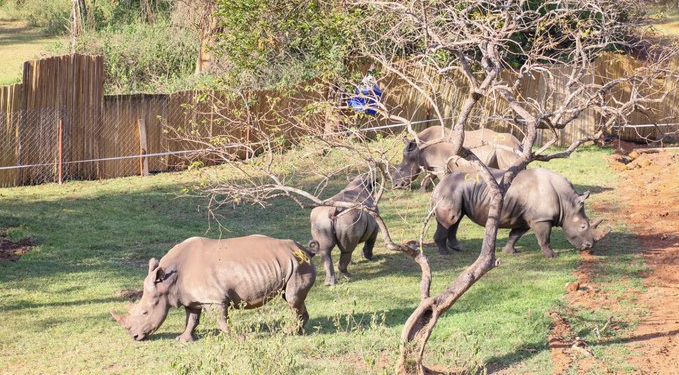 Uganda Receives 8 White Rhinos from South Africa