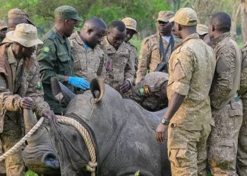 UWA Translocates Rhinos to Ajai Wildlife Reserve in Historic Conservation Milestone