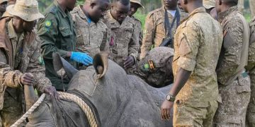 UWA Translocates Rhinos to Ajai Wildlife Reserve in Historic Conservation Milestone