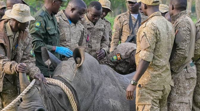 UWA Translocates Rhinos to Ajai Wildlife Reserve in Historic Conservation Milestone