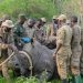 UWA Translocates Rhinos to Ajai Wildlife Reserve in Historic Conservation Milestone