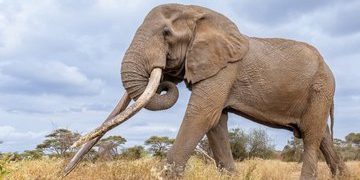 Kenya Mourns Craig, Legendary Super Tusker Elephant, Dead at 54