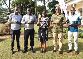 Makerere Researchers Develop New Soybean Variety Approved for Release