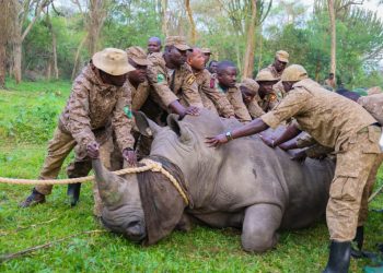 UWA Commences Historic Return of Rhinos to Kidepo Valley National Park