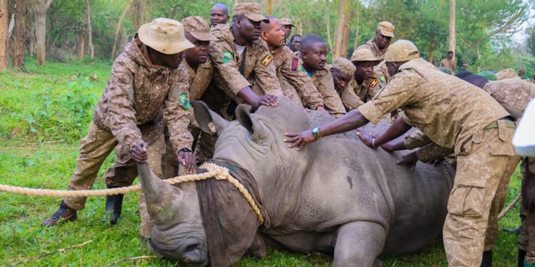 UWA Commences Historic Return of Rhinos to Kidepo Valley National Park