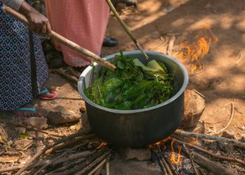 World Wildlife Day 2026: Celebrating the Plants That Heal Us