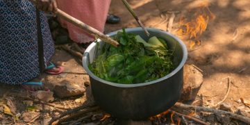 World Wildlife Day 2026: Celebrating the Plants That Heal Us