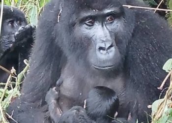 Bwindi Welcomes New Baby Gorilla in Latest Population Boost