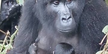Bwindi Welcomes New Baby Gorilla in Latest Population Boost