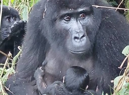 Bwindi Welcomes New Baby Gorilla in Latest Population Boost