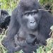 New Baby Gorilla Born in Bwindi Impenetrable National Park