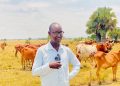 Bulls & Business: Bull Fattening and the Rise of a New Middle Class in Rwebisengo