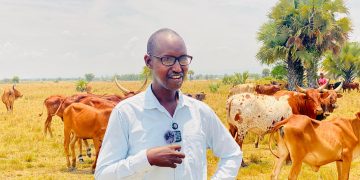 Bulls & Business: Bull Fattening and the Rise of a New Middle Class in Rwebisengo