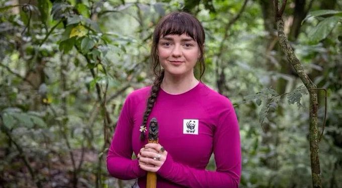 Game of Thrones Actress Maisie Williams Mesmerised by Bwindi’s Mountain Gorillas