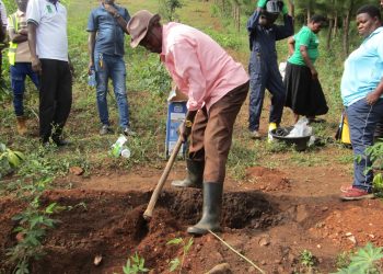 Climate-Smart Success: Hoima Farmer Outsmarts Termites with New Woodlot Shift