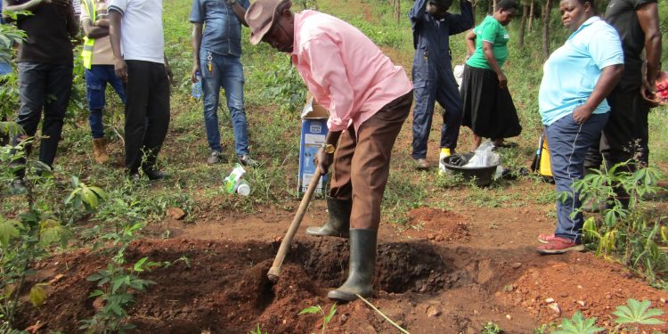 Climate-Smart Success: Hoima Farmer Outsmarts Termites with New Woodlot Shift