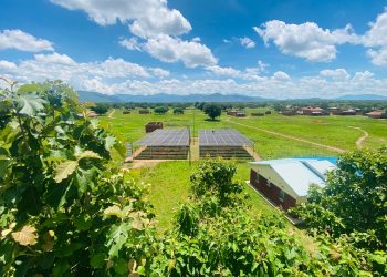 From Diesel to Digital: How European Union-Financed Solar Mini-Grids Are Transforming Lamwo’s Economy