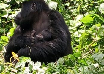 Bwindi Gorilla Family Welcomes Newborn, Boosting Conservation Hopes